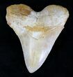 Serrated, Yellow Bone Valley Megalodon Tooth #21600-1